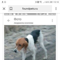 Подробнее об объявлении «Липецк Найдена собака охотничья собака» Фото: найдена собака  «Липецк Найдена собака охотничья собака» в г. Липецк