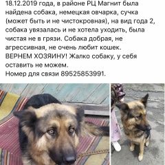 Подробнее об объявлении «Найдена собака Шахты» Фото: найдена собака Немецкая овчарка «Найдена собака Шахты» в г. Шахты