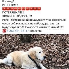 Подробнее об объявлении «Найдена собака Ростов-на-Дону» Фото: найдена собака Лабрадор ретривер «Найдена собака Ростов-на-Дону» в г. Ростов-на-Дону