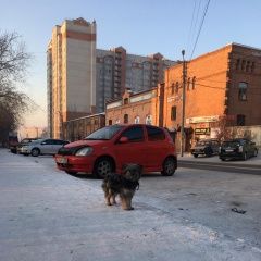 Подробнее об объявлении «Чита Найдена собака» Фото: найдена собака  «Чита Найдена собака» в г. Чита