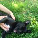 Подробнее об объявлении «Новосибирск Найдена собака девочка, около года» Фото: найдена собака  «Новосибирск Найдена собака девочка, около года» в г. Новосибирск