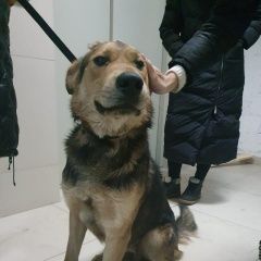 Подробнее об объявлении «Лобня Найдена собака кобель, знает команды, молодо» Фото: найдена собака  «Лобня Найдена собака кобель, знает команды, молодо» в г. Лобня