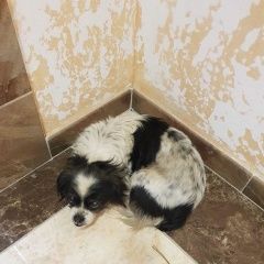 Подробнее об объявлении «Найдена собака Аксай (Ростовская обл.)» Фото: найдена собака  «Найдена собака Аксай (Ростовская обл.)» в г. Аксай (Ростовская обл.)