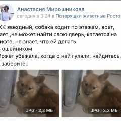 Подробнее об объявлении «Найдена собака Ростов-на-Дону» Фото: найдена собака Японский шпиц «Найдена собака Ростов-на-Дону» в г. Ростов-на-Дону