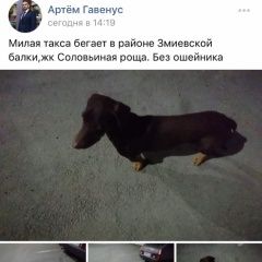 Подробнее об объявлении «Найдена собака Ростов-на-Дону» Фото: найдена собака Такса «Найдена собака Ростов-на-Дону» в г. Ростов-на-Дону