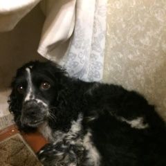 Подробнее об объявлении «Найдена собака 31.12 спаниель проспект вернадского зао Москва» Фото: найдена собака Русский охотничий спаниель «Найдена собака 31.12 спаниель проспект...» в г. Москва