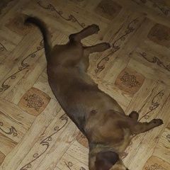 Подробнее об объявлении «Краснодар Найдена собака в ночь с 31.12 на..» Фото: найдена собака  «Краснодар Найдена собака в ночь с 31.12 на..» в г. Краснодар