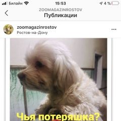 Подробнее об объявлении «Найдена собака Ростов-на-Дону» Фото: найдена собака Мальтийская болонка «Найдена собака Ростов-на-Дону» в г. Ростов-на-Дону