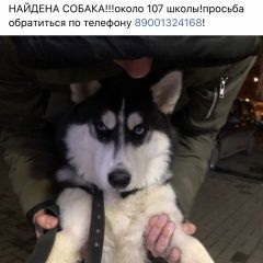Подробнее об объявлении «Найдена собака Ростов-на-Дону» Фото: найдена собака Сибирская хаски «Найдена собака Ростов-на-Дону» в г. Ростов-на-Дону