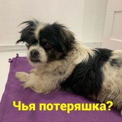 Подробнее об объявлении «Найдена собака Ростов-на-Дону» Фото: найдена собака Японский хин «Найдена собака Ростов-на-Дону» в г. Ростов-на-Дону