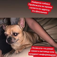 Подробнее об объявлении «Найдена собака Ростов-на-Дону» Фото: найдена собака Чихуахуа «Найдена собака Ростов-на-Дону» в г. Ростов-на-Дону