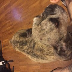 Подробнее об объявлении «Найдена собака Москва» Фото: найдена собака Французский бульдог «Найдена собака Москва» в г. Москва