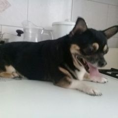 Подробнее об объявлении «Найдена собака кобель чих или метис Москва» Фото: найдена собака Чихуахуа «Найдена собака кобель чих или метис Москва» в г. Москва