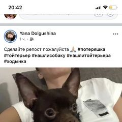 Подробнее об объявлении «Найдена собака Москва» Фото: найдена собака Той-терьер «Найдена собака Москва» в г. Москва