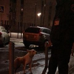 Подробнее об объявлении «Найдена собака одинцовский р-н, заречье Одинцово» Фото: найдена собака  «Найдена собака одинцовский р-н, заречье Одинцово» в г. Одинцово