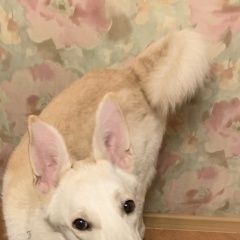 Подробнее об объявлении «Найдена собака кобель молодой кобель лайки Москва» Фото: найдена собака Западно-сибирская лайка «Найдена собака кобель молодой кобель лайки Москва» в г. Москва