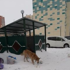 Подробнее об объявлении «Найдена собака Томск» Фото: найдена собака  «Найдена собака Томск» в г. Томск