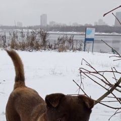 Подробнее об объявлении «Найдена собака кобель Москва» Фото: найдена собака  «Найдена собака кобель Москва» в г. Москва
