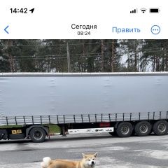 Подробнее об объявлении «Найдена собака кобель акита Санкт-Петербург» Фото: найдена собака Акита-ину «Найдена собака кобель акита Санкт-Петербург» в г. Санкт-Петербург