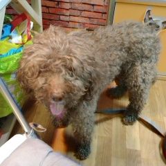 Подробнее об объявлении «Найдена собака кобель пудель Москва» Фото: найдена собака Пудель «Найдена собака кобель пудель Москва» в г. Москва