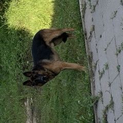 Подробнее об объявлении «Найдена собака кобель Дмитров» Фото: найдена собака Немецкая овчарка «Найдена собака кобель Дмитров» в г. Дмитров