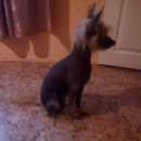 Подробнее об объявлении «Воронеж Найдена собака» Фото: найдена собака Китайская хохлатая собака «Воронеж Найдена собака» в г. Воронеж