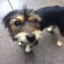 Подробнее об объявлении «Найдена собака кобель ст. линда, борский район Нижний Новгород» Фото: найдена собака  «Найдена собака кобель ст. линда, борский район...» в г. Нижний Новгород