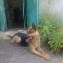 Подробнее об объявлении «Егорьевск Найдена собака» Фото: найдена собака  «Егорьевск Найдена собака» в г. Егорьевск