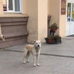 Подробнее об объявлении «Иркутск Найдена собака кобель белый лабрадор в центре а» Фото: найдена собака Лабрадор ретривер «Иркутск Найдена собака кобель белый лабрадор в...» в г. Иркутск