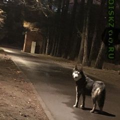 Подробнее об объявлении «Найдена собака хаски Москва» Фото: найдена собака Сибирская хаски «Найдена собака хаски Москва» в г. Москва