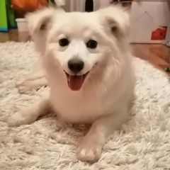 Подробнее об объявлении «Найдена собака кобель Ульяновск» Фото: найдена собака  «Найдена собака кобель Ульяновск» в г. Ульяновск