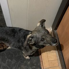 Подробнее об объявлении «Волосово Найдена собака е20, а-180 д. негодицы» Фото: найдена собака  «Волосово Найдена собака е20, а-180 д. негодицы» в г. Волосово