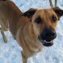 Подробнее об объявлении «Колпино Найдена собака кобель рыжий крупный беспородный» Фото: найдена собака  «Колпино Найдена собака кобель рыжий крупный...» в г. Колпино