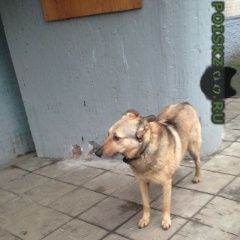 Подробнее об объявлении «Найдена собака Москва» Фото: найдена собака  «Найдена собака Москва» в г. Москва