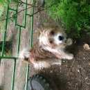 Подробнее об объявлении «Найдена собака Смоленск» Фото: найдена собака  «Найдена собака Смоленск» в г. Смоленск