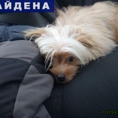 Подробнее об объявлении «Найдена собака Ростов-на-Дону» Фото: найдена собака  «Найдена собака Ростов-на-Дону» в г. Ростов-на-Дону