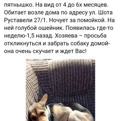 Подробнее об объявлении «Найдена собака Уфа» Фото: найдена собака  «Найдена собака Уфа» в г. Уфа