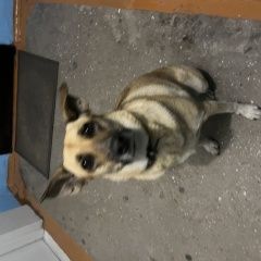 Подробнее об объявлении «Найдена собака сидит в подъезде Черногорск Хакасия» Фото: найдена собака  «Найдена собака сидит в подъезде Черногорск Хакасия» в г. Черногорск Хакасия