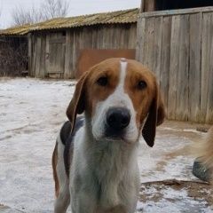 Подробнее об объявлении «Иловля Найдена собака русская пегая гончая» Фото: найдена собака  «Иловля Найдена собака русская пегая гончая» в г. Иловля