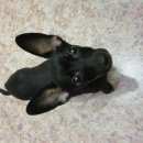 Подробнее об объявлении «Братск Найдена собака кобель» Фото: найдена собака  «Братск Найдена собака кобель» в г. Братск