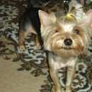 Подробнее об объявлении «Красноярск Найдена собака кобель» Фото: найдена собака Йоркширский терьер «Красноярск Найдена собака кобель» в г. Красноярск