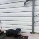 Подробнее об объявлении «Найдена собака помогите найти хозяина Тюмень» Фото: найдена собака Пекинес «Найдена собака помогите найти хозяина Тюмень» в г. Тюмень