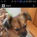 Подробнее об объявлении «Красноярск Найдена собака кобель» Фото: найдена собака  «Красноярск Найдена собака кобель» в г. Красноярск