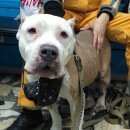 Подробнее об объявлении «Красноярск Найдена собака кобель стафф. срочно ищем хозяев.» Фото: найдена собака Американский стаффордширский терьер «Красноярск Найдена собака кобель стафф. срочно...» в г. Красноярск