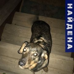 Подробнее об объявлении «Найдена собака Дмитров» Фото: найдена собака  «Найдена собака Дмитров» в г. Дмитров