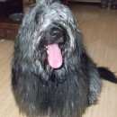 Подробнее об объявлении «Нижний Новгород Найдена собака похожа на болонку» Фото: найдена собака  «Нижний Новгород Найдена собака похожа на болонку» в г. Нижний Новгород