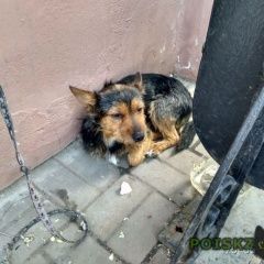 Подробнее об объявлении «Воронеж Найдена собака» Фото: найдена собака  «Воронеж Найдена собака» в г. Воронеж