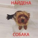Подробнее об объявлении «Новомосковск Найдена собака» Фото: найдена собака Йоркширский терьер «Новомосковск Найдена собака» в г. Новомосковск