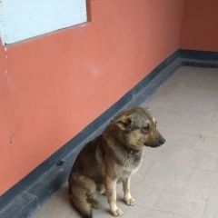 Подробнее об объявлении «Воронеж Найдена собака» Фото: найдена собака  «Воронеж Найдена собака» в г. Воронеж