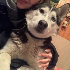 Подробнее об объявлении «Найдена собака кобель бегает в деревне шильково, снт химик-3 Воскресенск» Фото: найдена собака Сибирская хаски «Найдена собака кобель бегает в деревне...» в г. Воскресенск